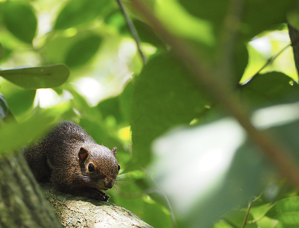 シンガポール日本人会 広報部 シンガポール魅力フォトコンテスト Attractive Singapore Photo Contest 21