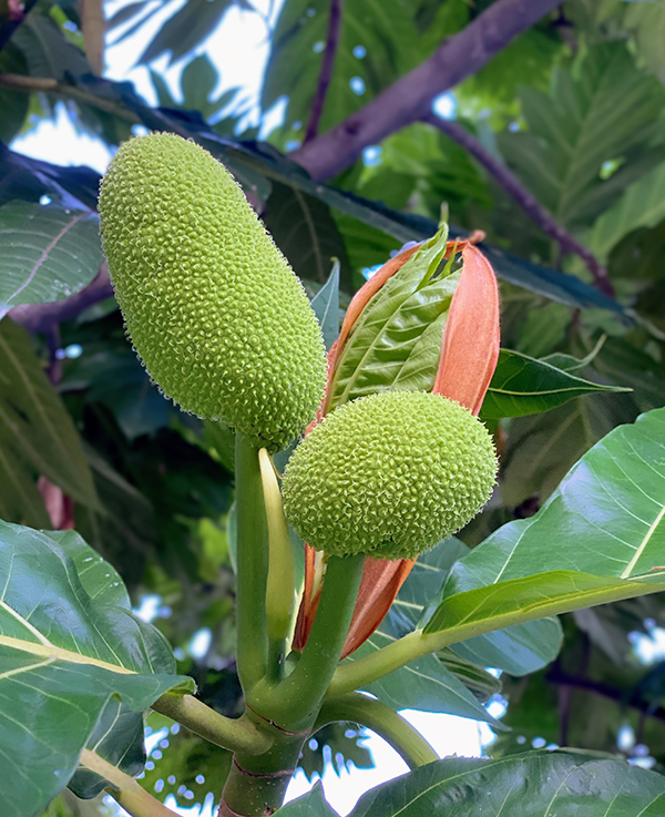 シンガポール日本人会 広報部 シンガポール魅力フォトコンテスト Attractive Singapore Photo Contest 21