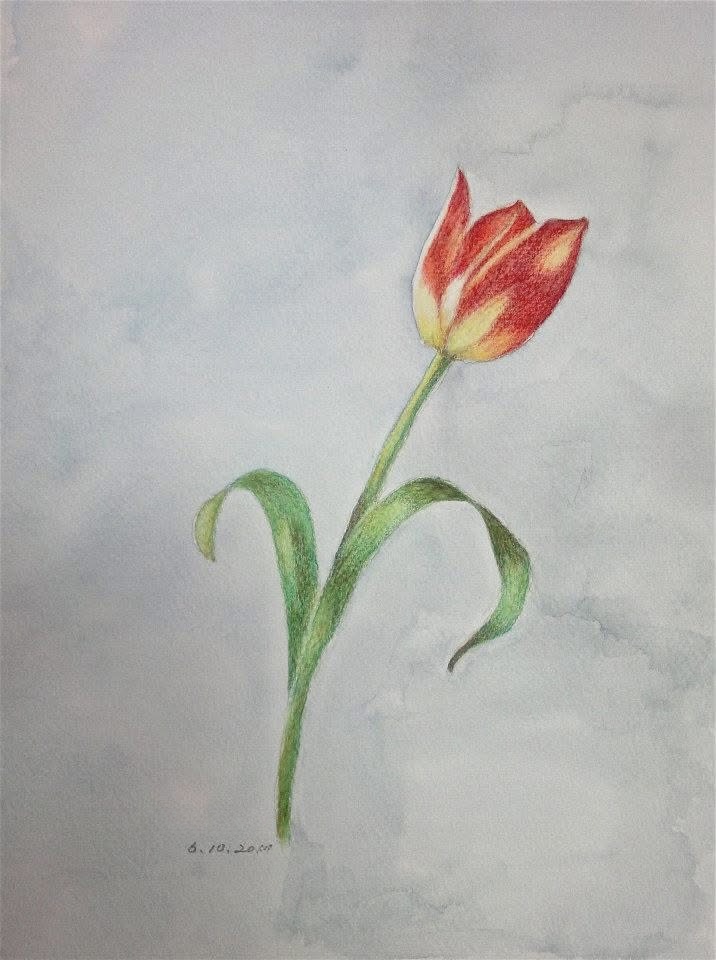 MAY2026_CP_tulip.jpeg