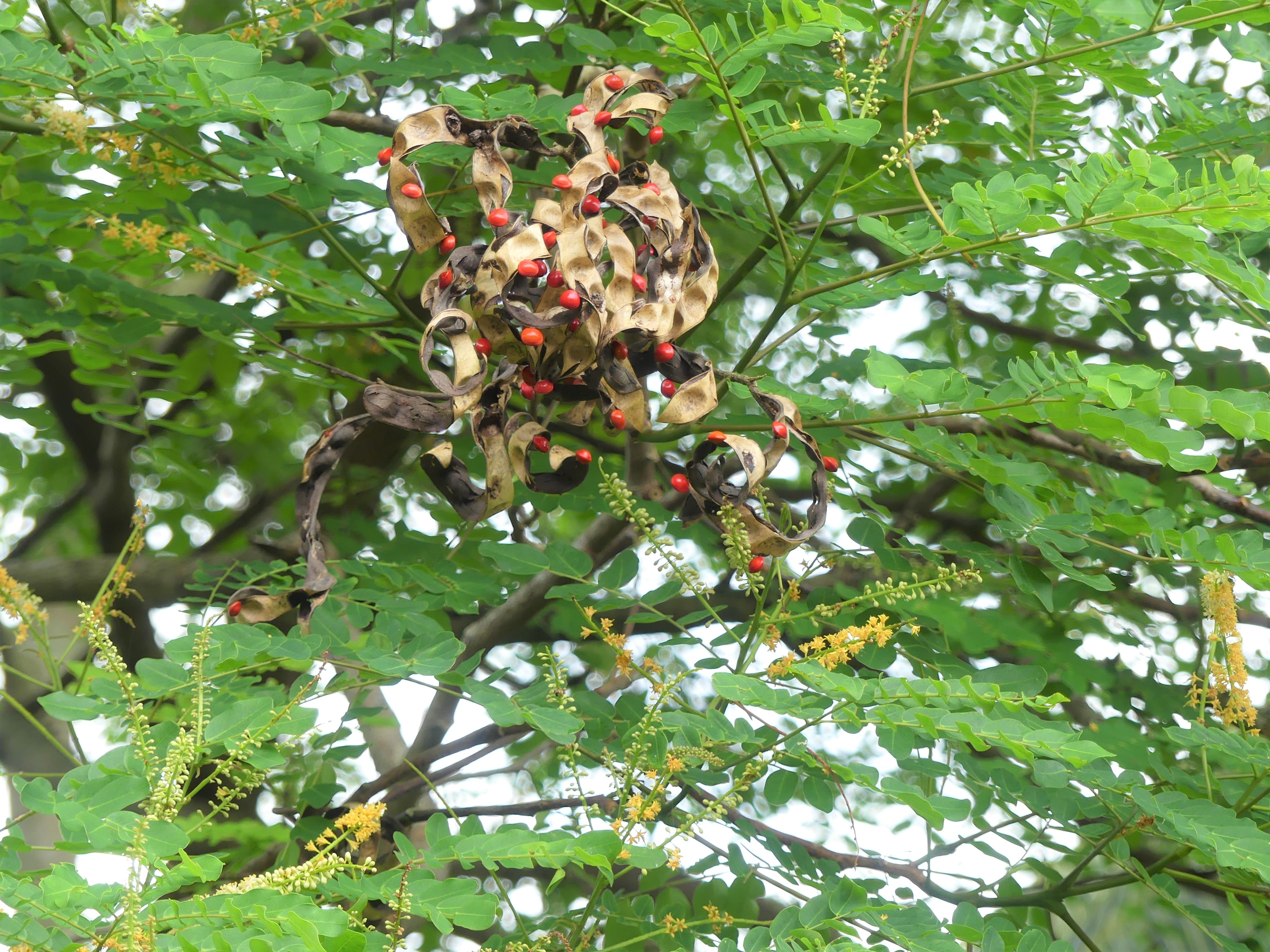 Adenanthera pavonina  (11).JPG (2.70 MB)