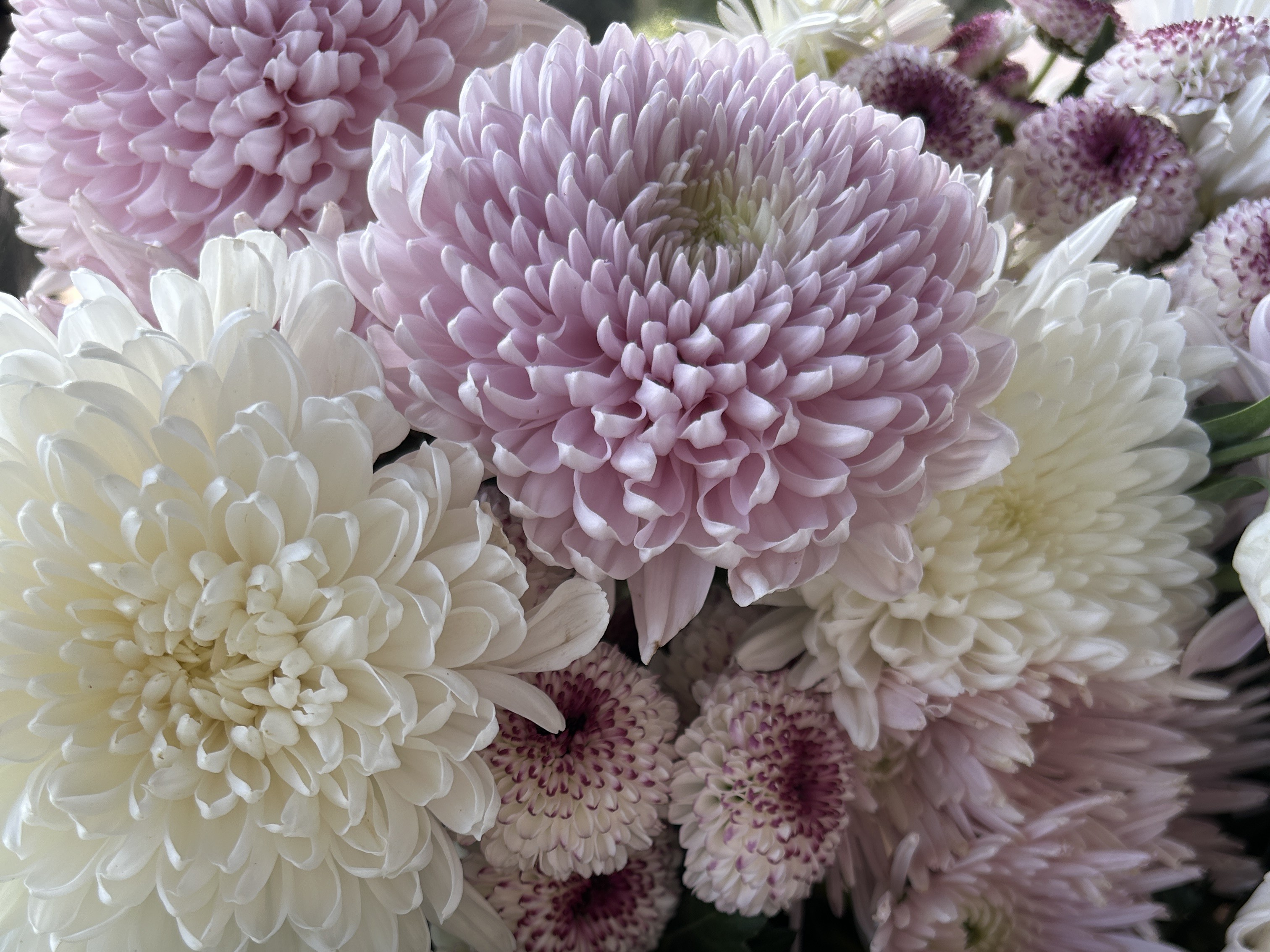 IMG_5804_2.JPG (1.26 MB)